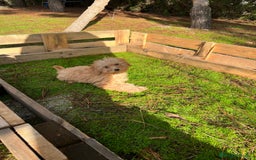 Caniche Enano perros en venta: Caniche enano  - Anuncio 2