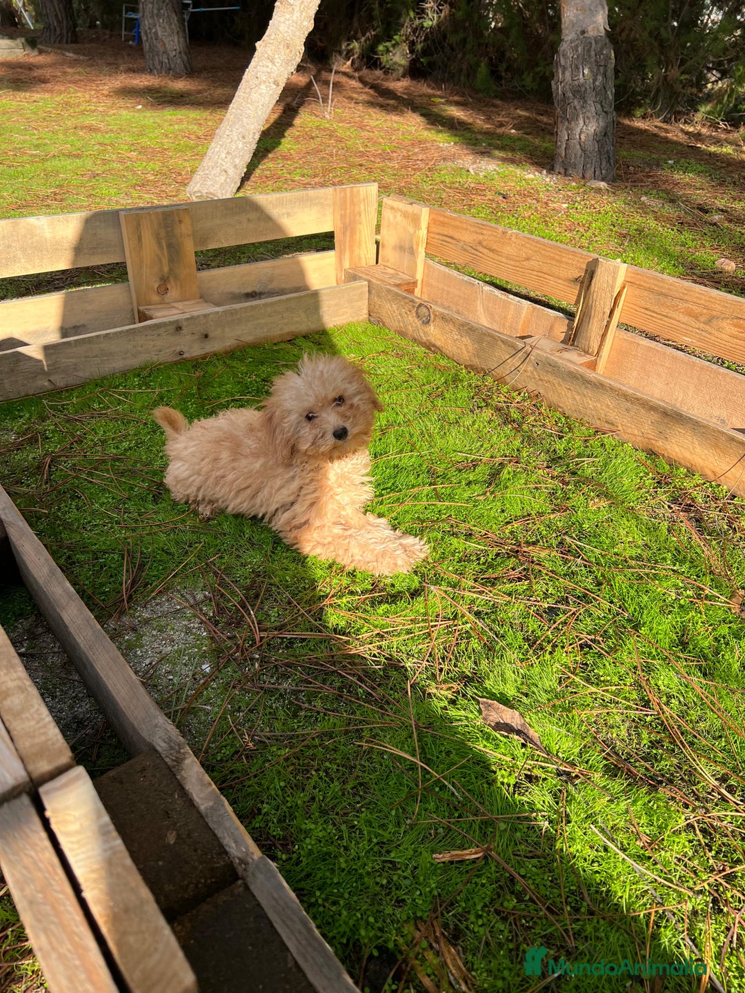 Caniche Enano perros en venta: Caniche enano  - Anuncio 2