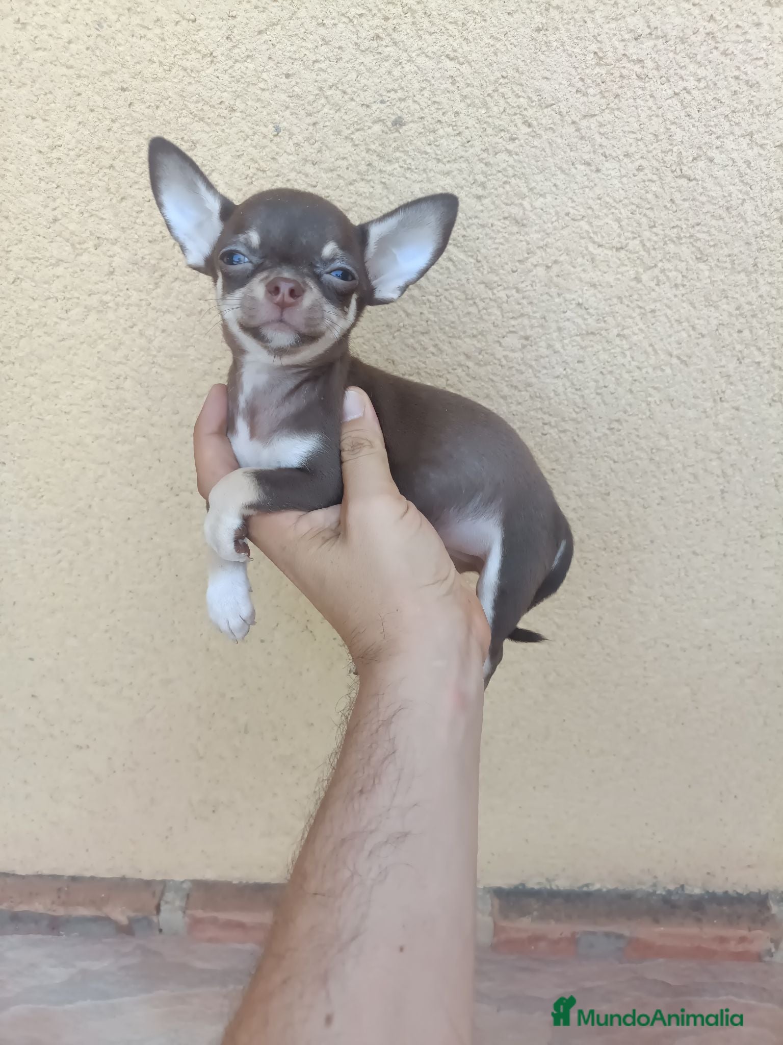 Chihuahua perros Machitos Chocolate Fuego - Anuncio 1