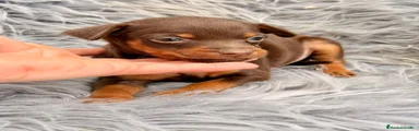 Pinscher Miniatura 2