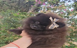 Pomerania perros en venta: Cachorritos exoticos  - Imagen 5
