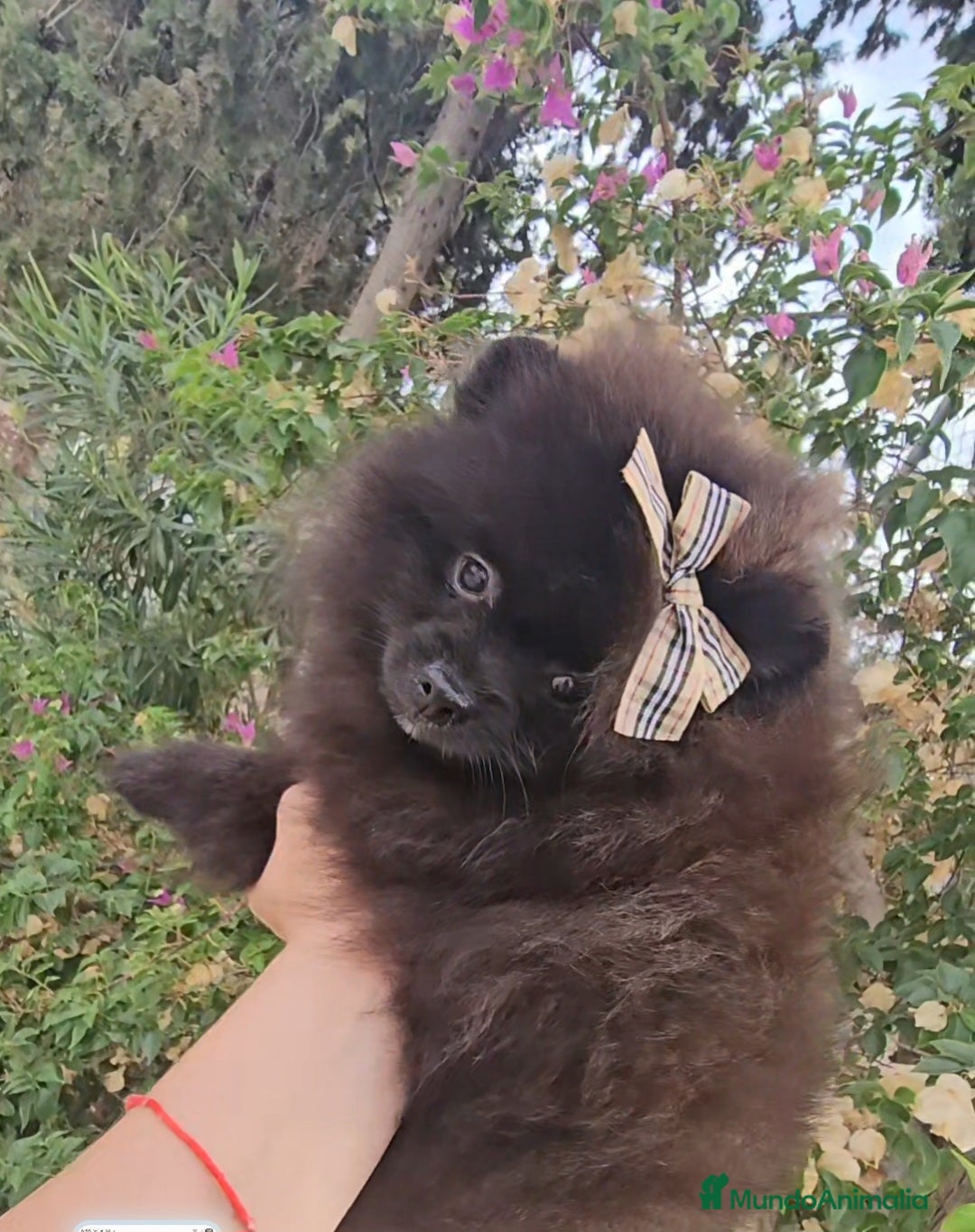 Pomerania perros en venta: Cachorritos exoticos  - Imagen 5