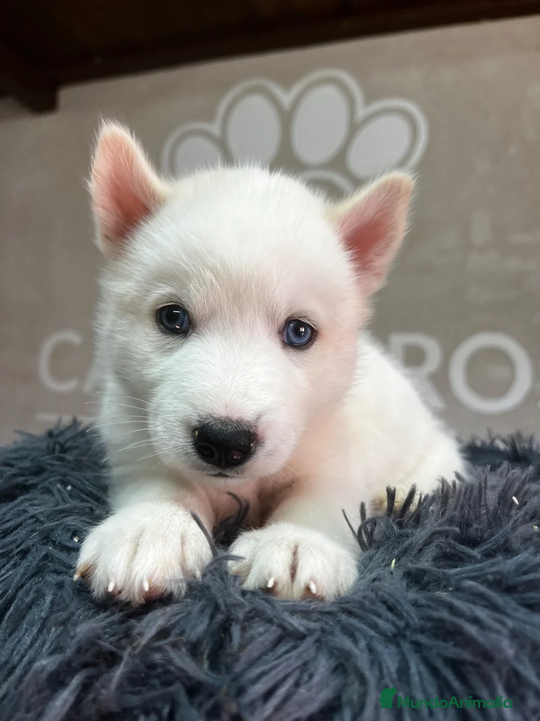 Husky Siberiano perros en venta: Husky siberiano  - Anuncio 2