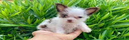 Raza Mixta perros en venta: Mix de yorsahire y chihuahua 💕 en Barcelona - Anuncio 2