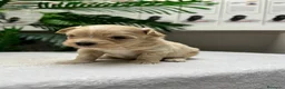 Maltipoo perros en venta: MALTIPOO - Anuncio 28