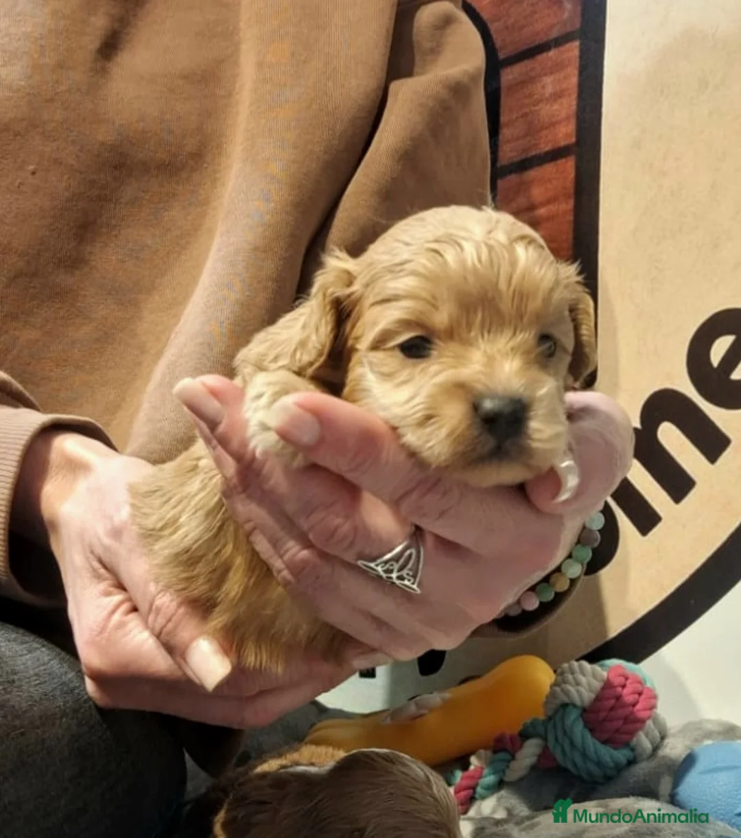 Maltipoo perros en venta: Maltipoo - Anuncio 2