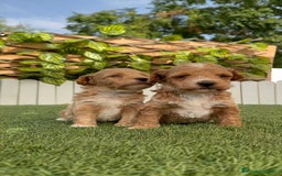 Caniche Toy perros en venta: CANICHE TOY MACHO - Imagen 21