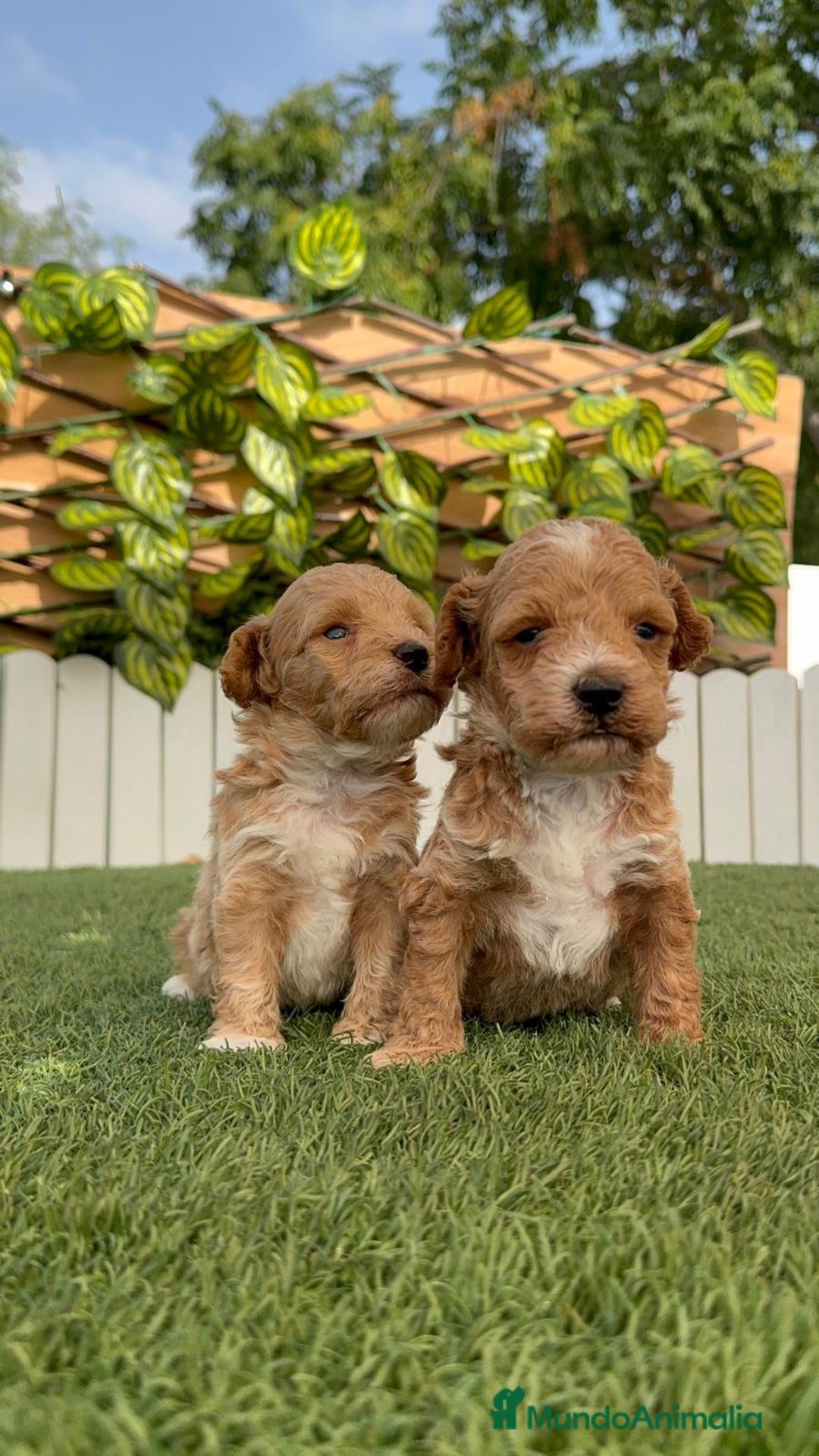 Caniche Toy perros en venta: CANICHE TOY MACHO - Imagen 21