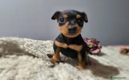 Pinscher Miniatura perros en venta: Mini Pinscher - Imagen 4
