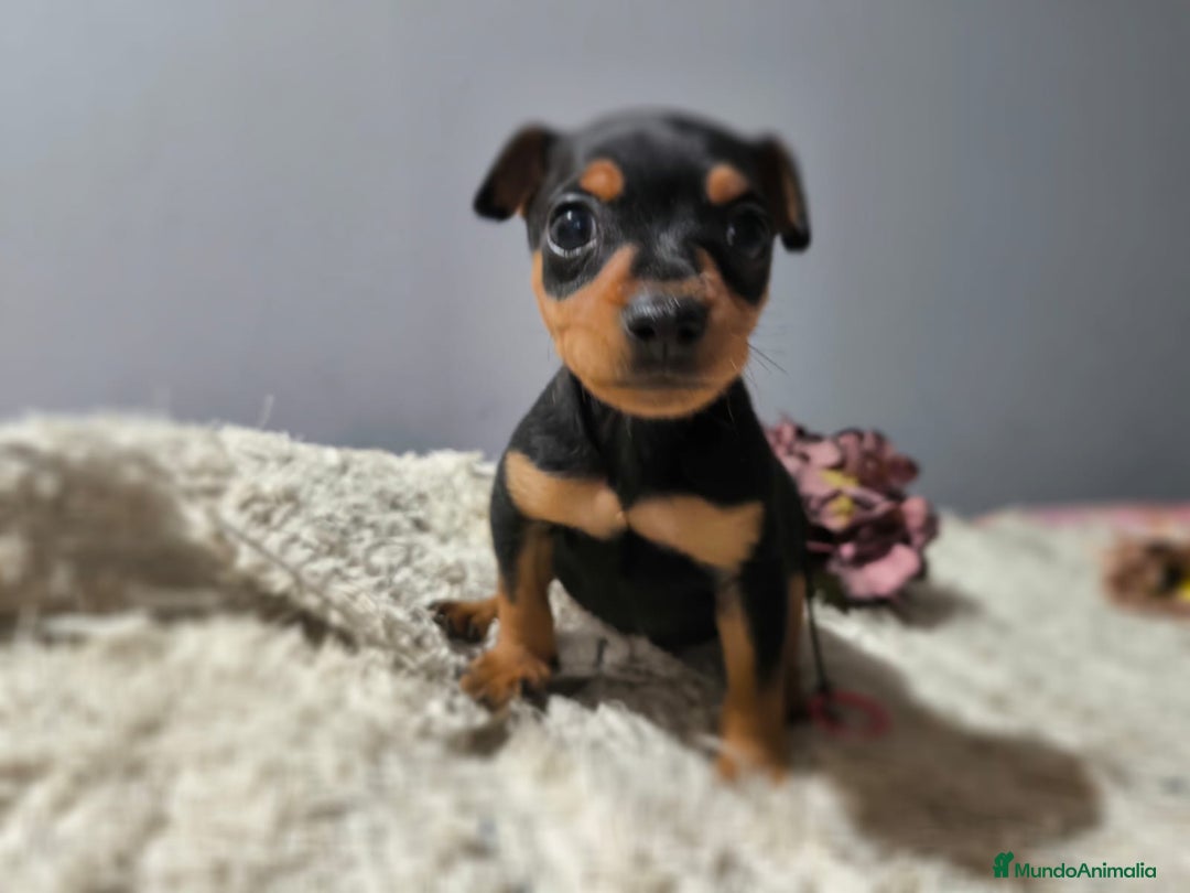 Pinscher Miniatura perros en venta: Mini Pinscher - Imagen 4