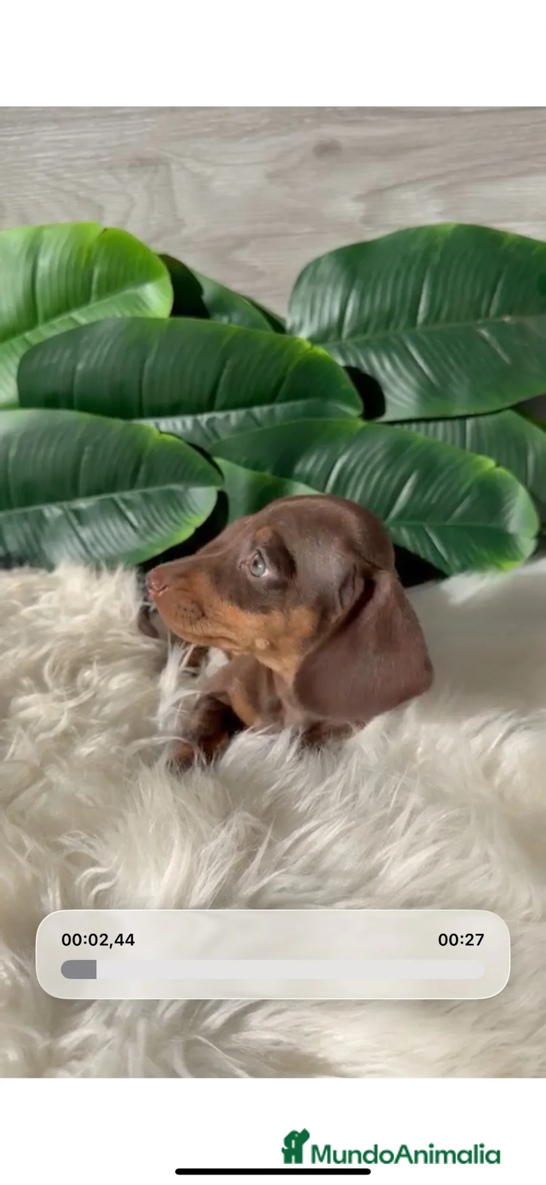 Teckel Miniatura perros en venta: Espectacular Teckel Miniatura Chocolate 🤎🐾 - Anuncio 2