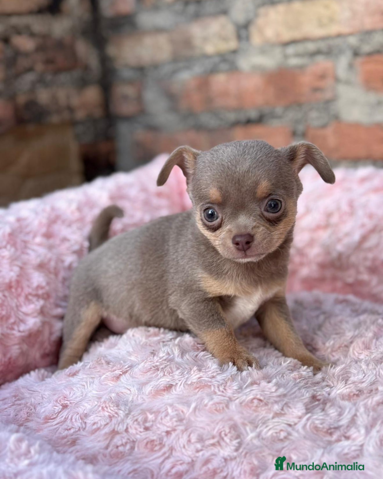 Chihuahua perros Chihuahuas estándar ojos azules  - Anuncio 1