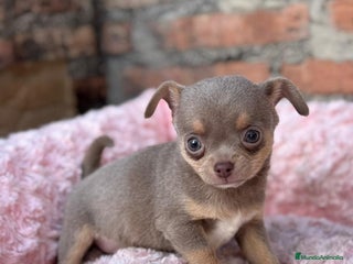 Chihuahua perros Chihuahuas estándar ojos azules - Anuncio 1