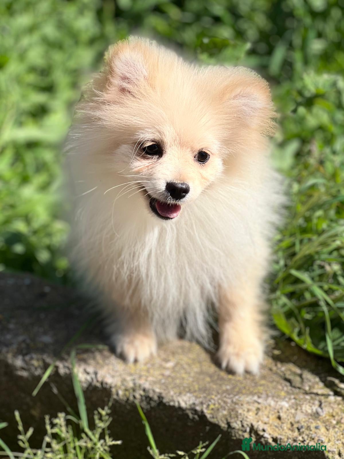 Pomerania perros OPORTUNIDAD POMERANIA TOY DISPONIBLE en Barcelona - Anuncio 9