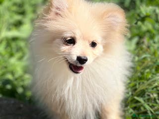 Pomerania perros OPORTUNIDAD POMERANIA TOY DISPONIBLE en Barcelona - Anuncio 26