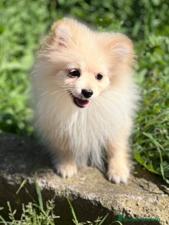 Pomerania perros en Barcelona - Anuncio 3