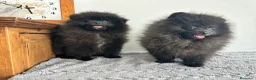 Pomerania perros en venta: Pomerania Toy macho  - Anuncio 5