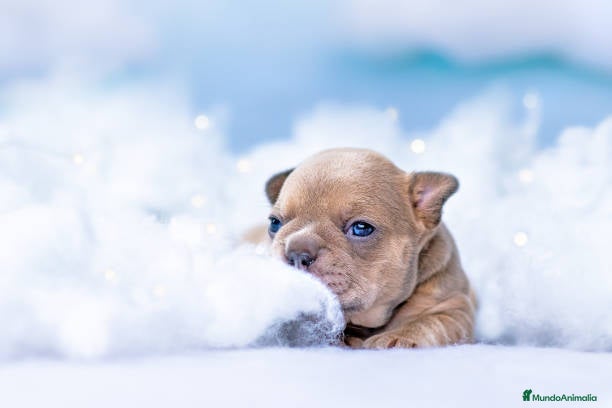 Bulldog Francés perros bulldog francés fluffy ( TODA ESPAÑA )  - Anuncio 2