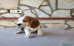 Beagle perros en venta: Preciosa camada de Beagle  - Imagen 6
