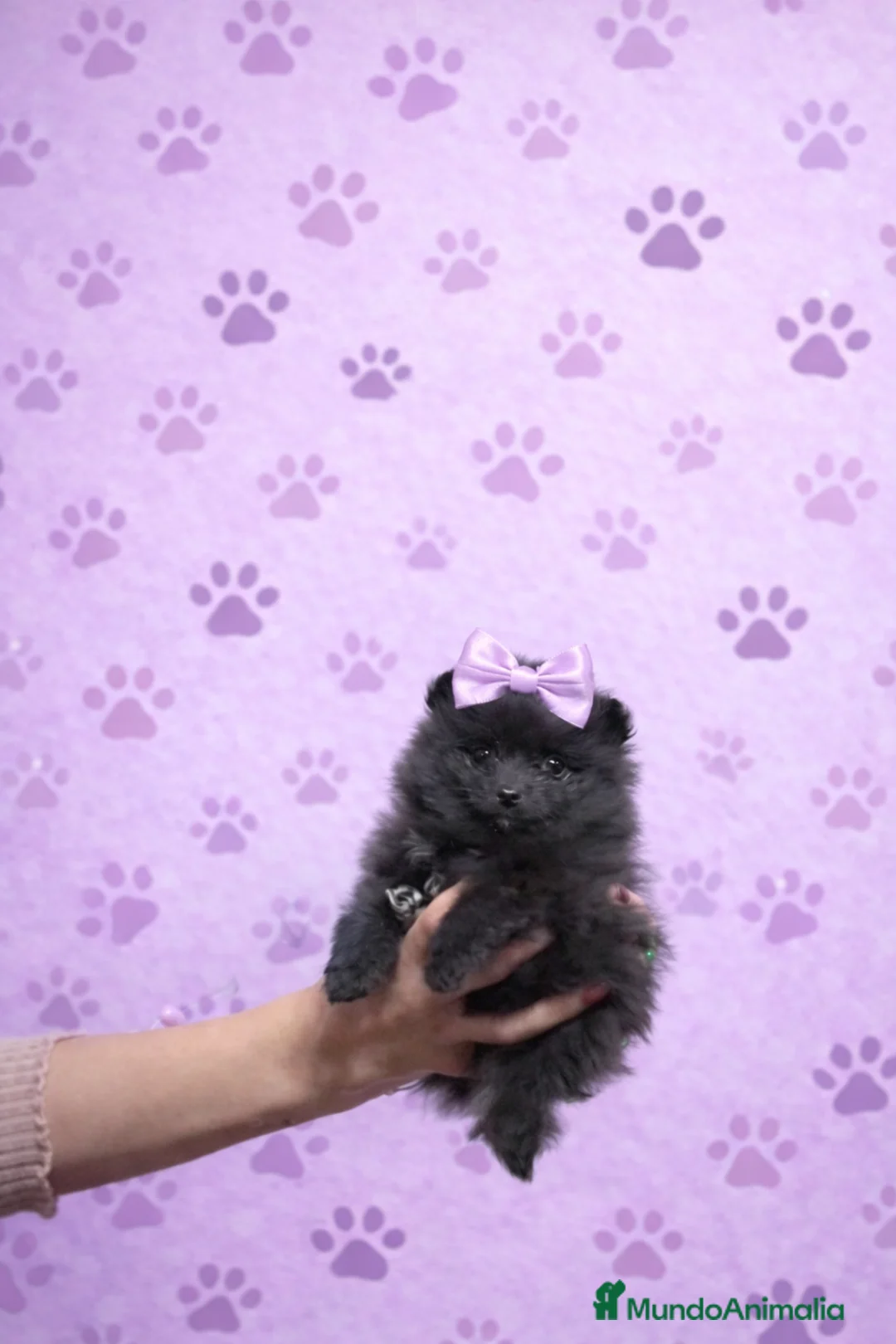 Pomerania perros en venta: Pomerania ( varios colores )  - Anuncio 1