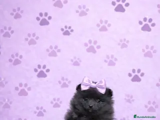 Pomerania perros Pomerania ( varios colores ) - Anuncio 1