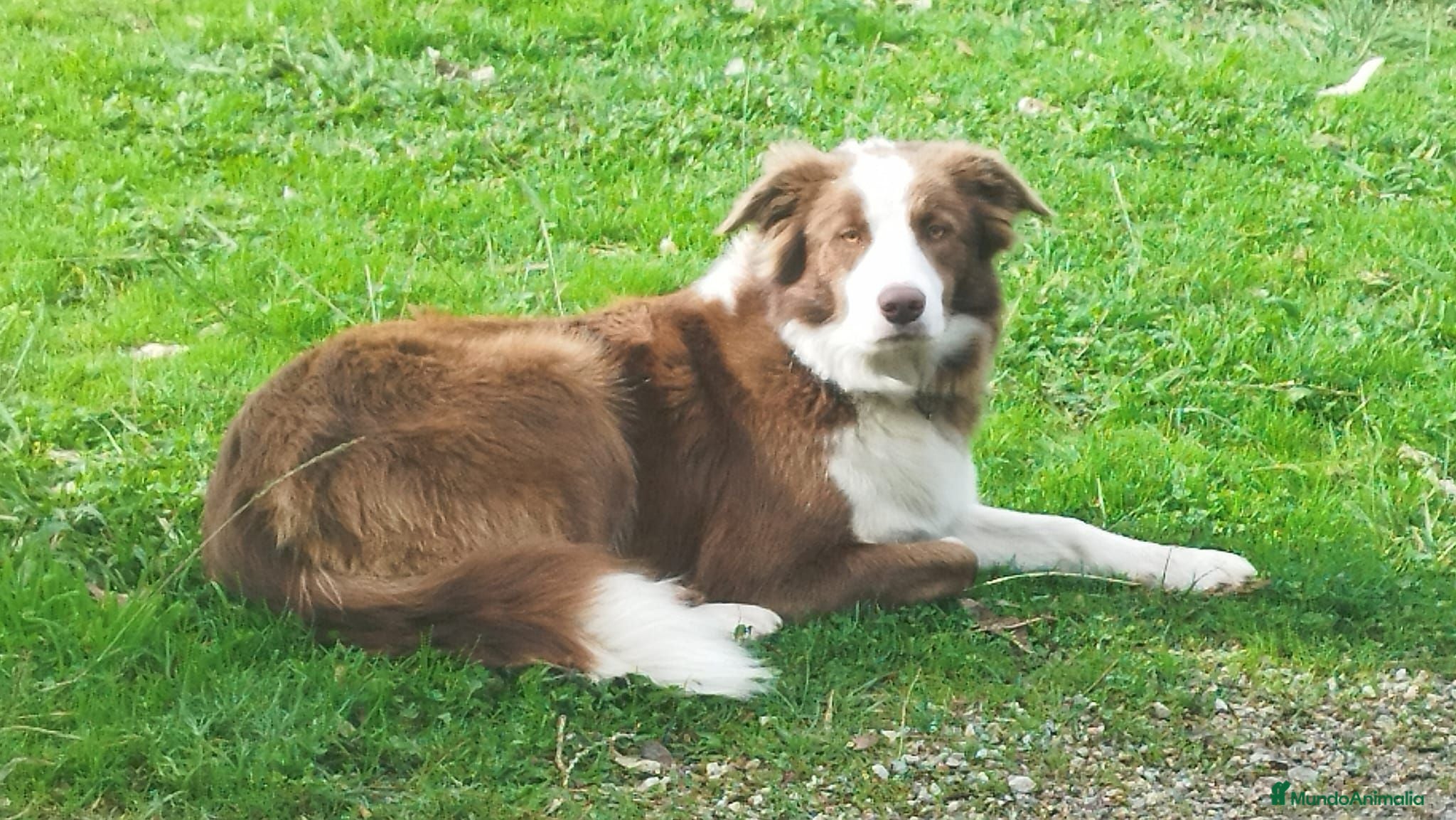 Border Collie perros Se venden border collie - Anuncio 1