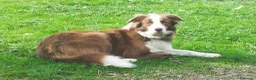 Border Collie perros en venta: Se venden border collie - Anuncio 1