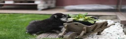 Pomsky perros en venta: Pomsky toy F3 - Anuncio 4