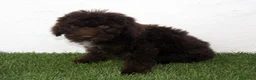 Perro de Agua Español perros en venta: Perro de Agua Español - Anuncio 7