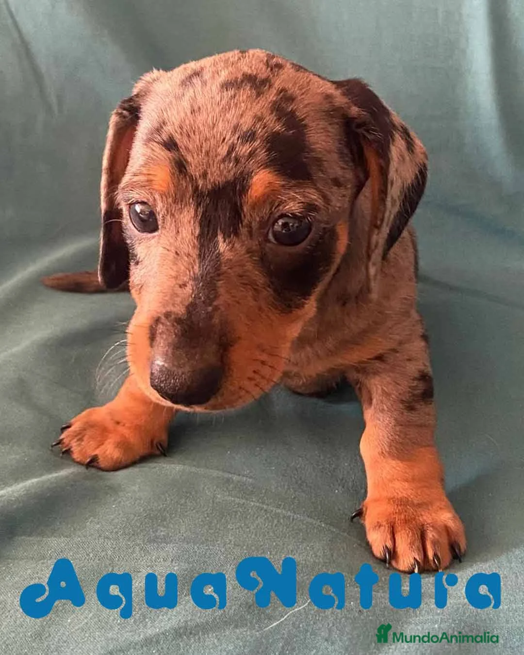 Teckel perros en venta: Teckel Macho de Tita Junior y Tilo 5835-AQUANATURA en Barcelona - Anuncio 6