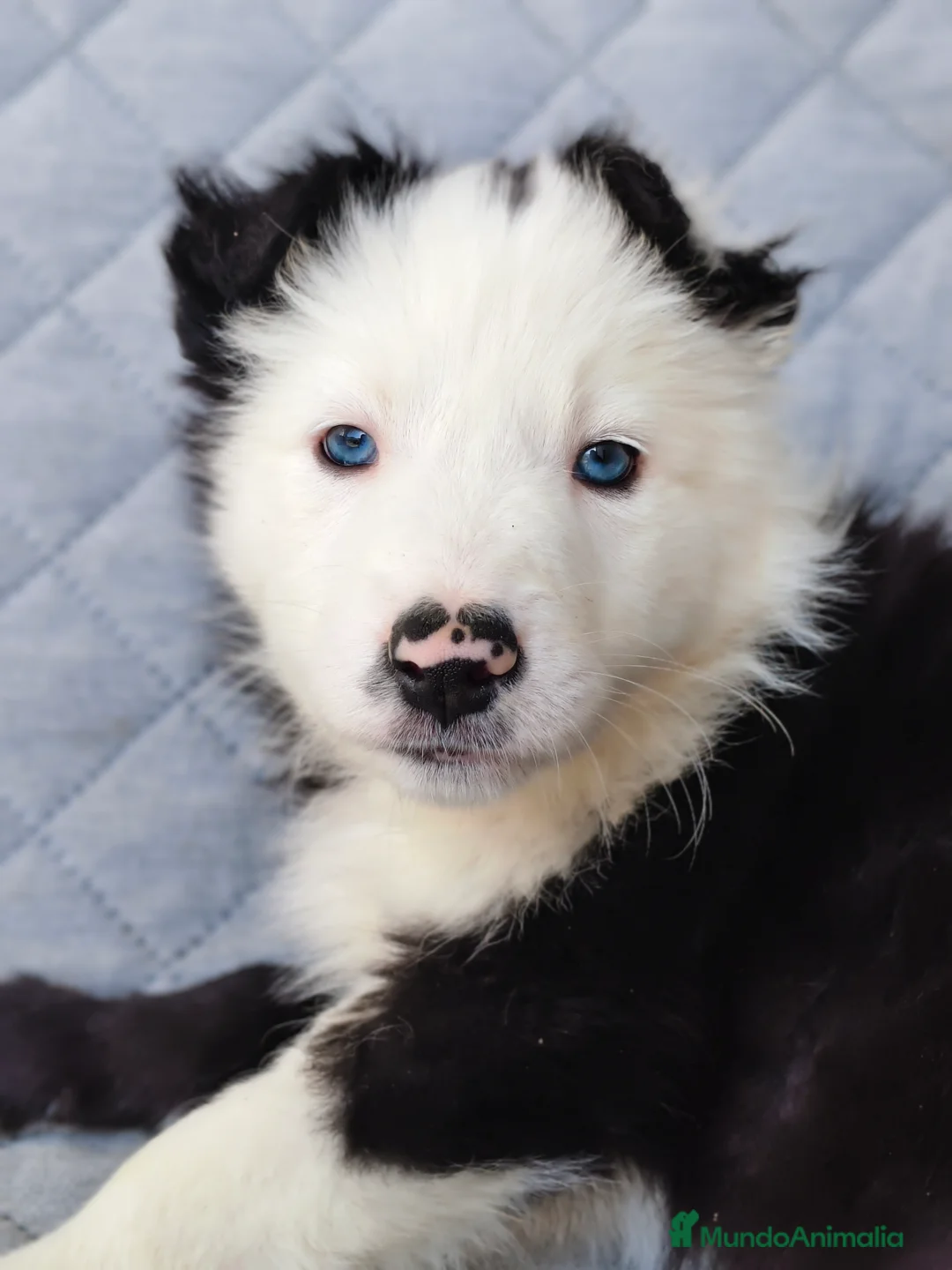 Border Collie perros en venta: BORDER COLLIES  - Anuncio 7