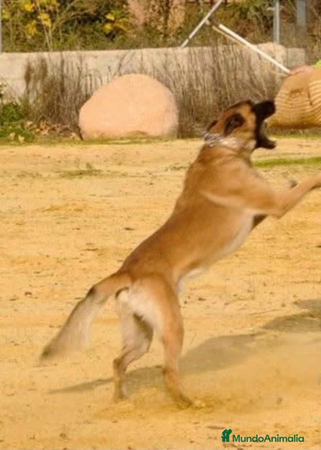 Pastor Belga Malinois perros Hebras de melinoa - Anuncio 1