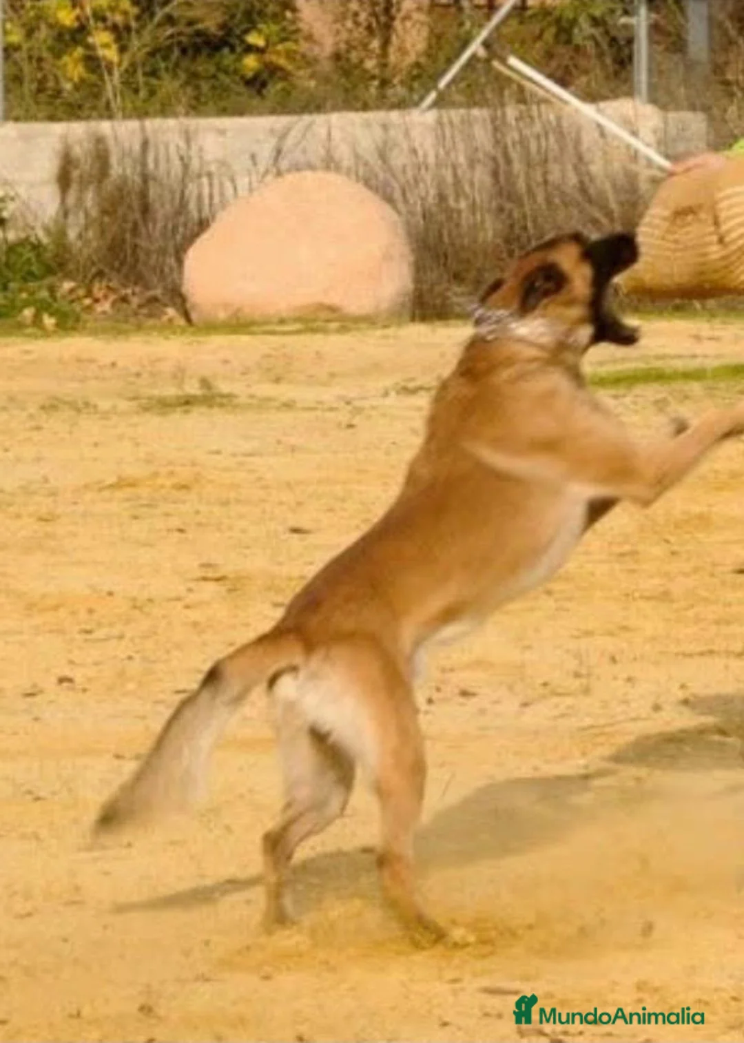 Pastor Belga Malinois perros en venta: Hebras de melinoa - Anuncio 1