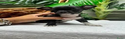 Chihuahua perros en venta: CHIHUAHUA HEMBRA - Anuncio 10
