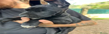 Dogo Alemán 5