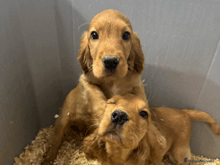 Cocker Spaniel Inglés perros - Anuncio 9