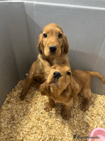 Cocker Spaniel Inglés perros - Anuncio 2