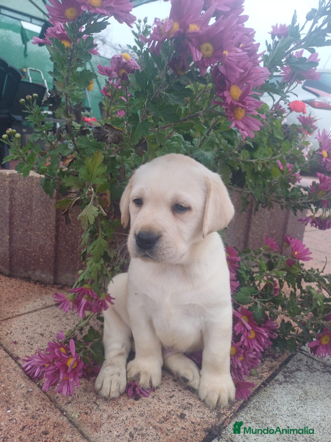 Labrador Retriever perros en venta: Labrador retriever dorado  - Anuncio 3