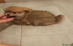 Pomerania perros en venta: Último hembra pomerania toy - Imagen 4