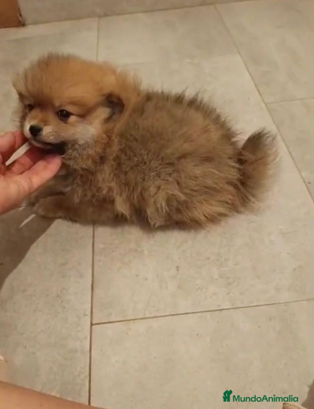 Pomerania perros en venta: Último hembra pomerania toy - Imagen 4