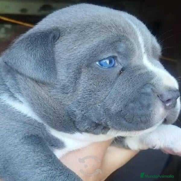 American Staffordshire-Terrier perros AMERICAN STAFFORD BLUE DE OJOS AZULES en Sevilla - Anuncio 2