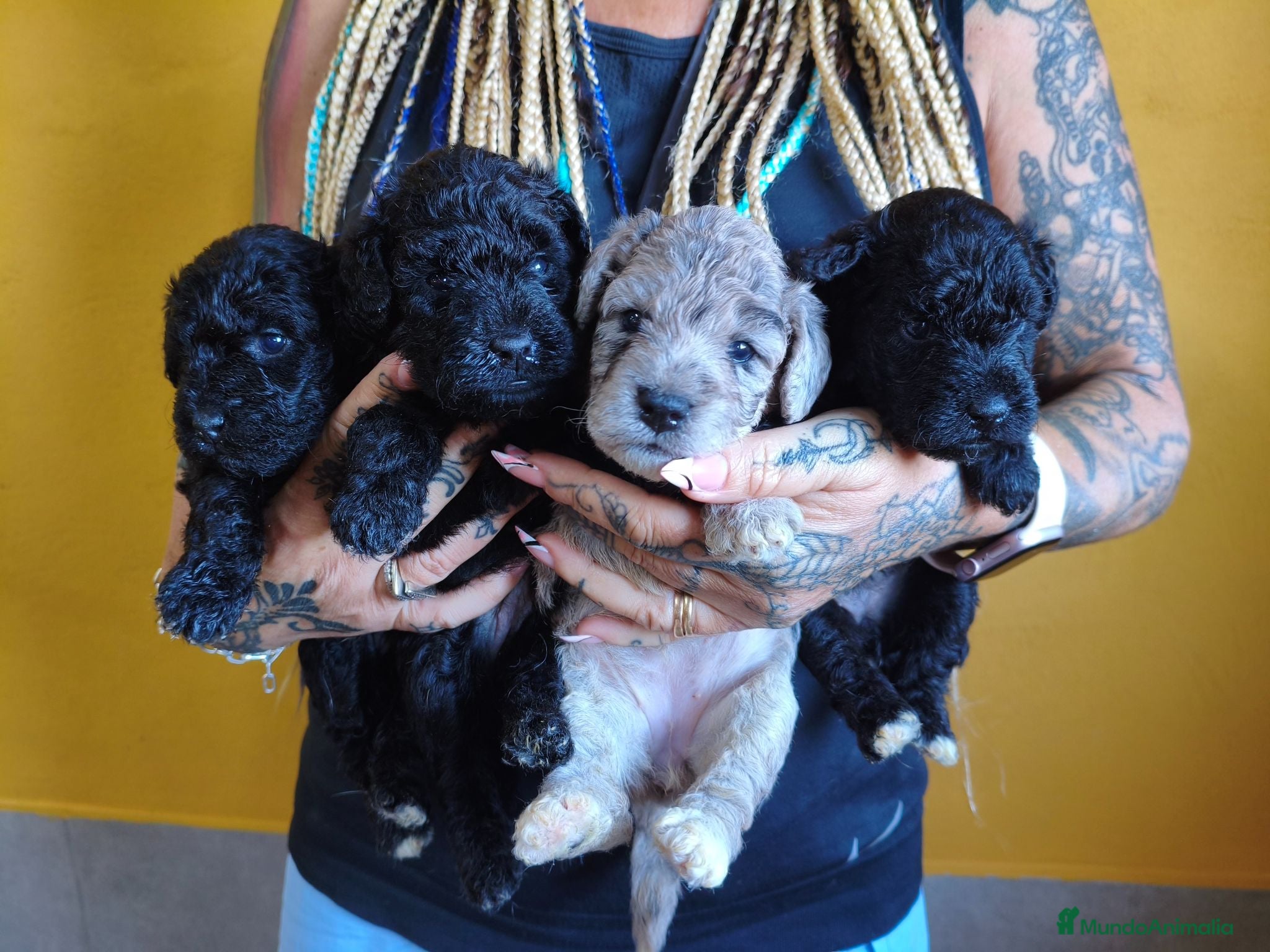 Raza Mixta perros FOODLE FOX TERRIER CON CANICHE - Anuncio 1