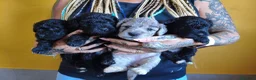 Raza Mixta perros en venta: FOODLE FOX TERRIER CON CANICHE - Anuncio 1