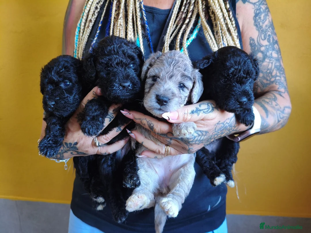 Raza Mixta perros en venta: FOODLE FOX TERRIER CON CANICHE - Anuncio 1