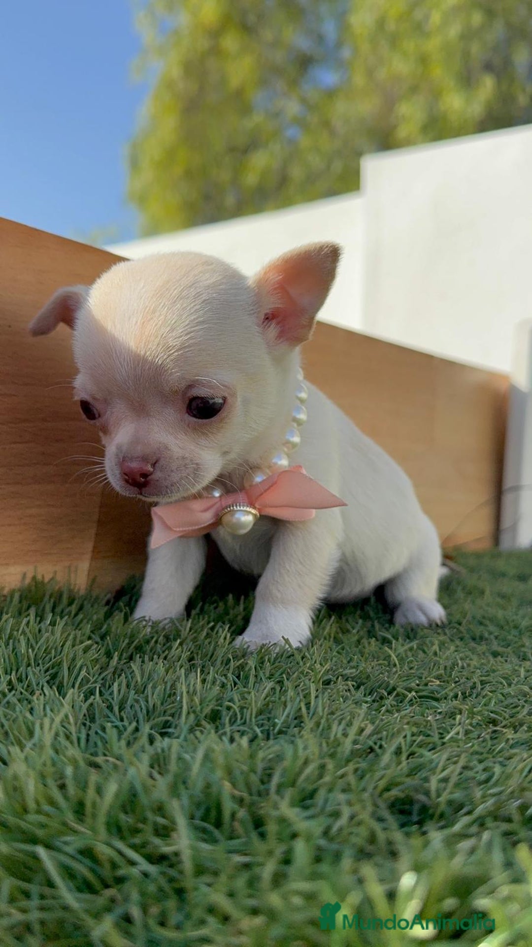 Chihuahua perros en venta: CHIHUAHUA HEMBRA - Anuncio 16