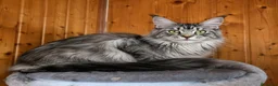 Maine Coon gatos en venta: Gatitas Maine Coon - Anuncio 5