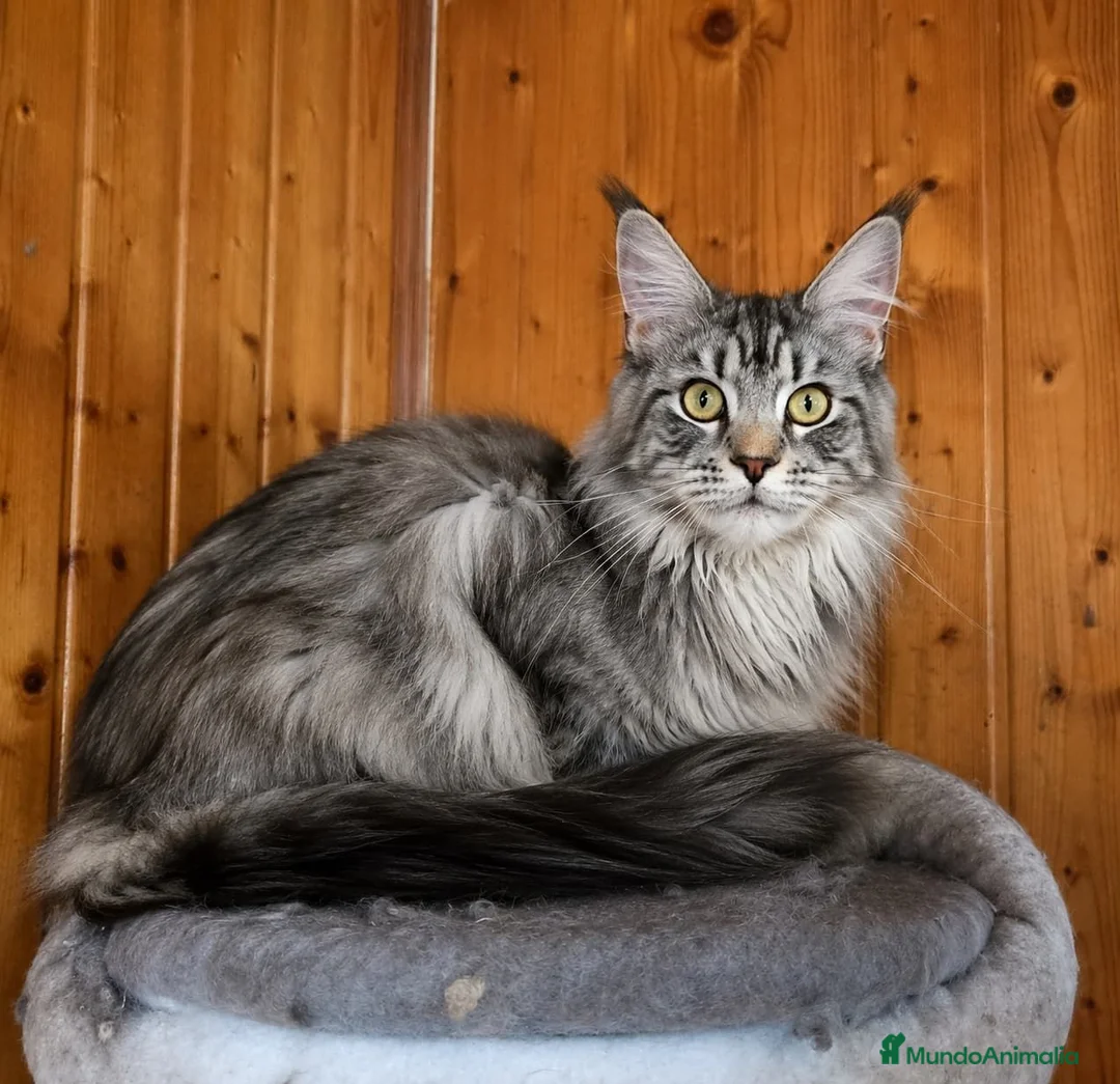 Maine Coon gatos en venta: Gatitas Maine Coon - Anuncio 5