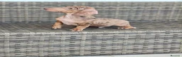 Teckel Miniatura perros en venta: Teckel Mini macho Merle chocolate  - Anuncio 9