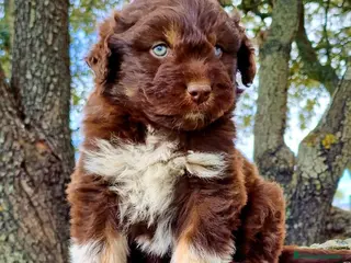 Perro de Agua Español perros Perro de Aguas - Anuncio 1