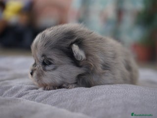 Pomerania perros - Anuncio 24